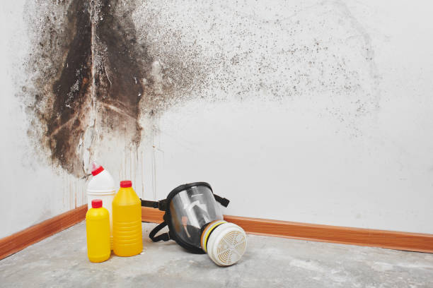Best Residential Mold Remediation in Garden Grove, CA