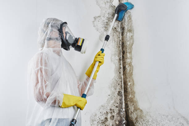 Best White Mold Remediation in Garden Grove, CA