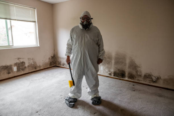 Best Black Mold Remediation in Garden Grove, CA